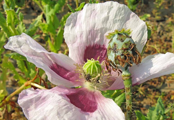 Krytonosec makovicov&yacute;