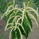 Najz&aacute;važnej&scaron;ie choroby a&nbsp;&scaron;kodcovia ga&scaron;tana jedl&eacute;ho