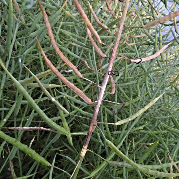 Bílá hniloba řepky - hlízenka obecná na vrcholu řepky Bílá hniloba řepky - hlízenka obecná na vrcholu řepky