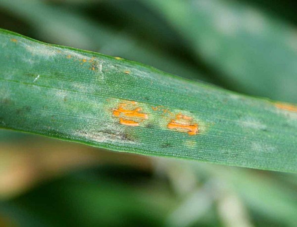 Obr. 10: Rzivost ovsa - poč&aacute;tek infekce