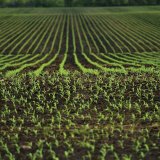 Chytr&aacute; a&nbsp;efektivn&iacute; v&yacute;živa rostlin v&nbsp;jarn&iacute;m obdob&iacute;