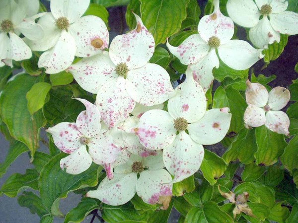 Po&scaron;kozen&iacute; květů houbou rodu Botrytis