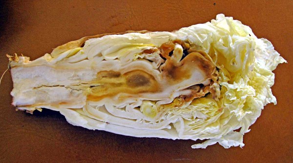 Nekrózy vnitřních listů hlávek zelí Nekrózy vnitřních listů hlávek zelí