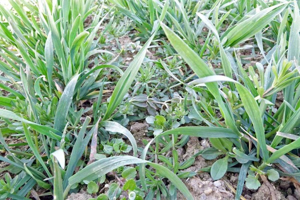 Obr. 1: Optim&aacute;ln&iacute; term&iacute;n pro jarn&iacute; herbicidn&iacute; o&scaron;etřen&iacute; ozim&yacute;ch obilnin - dal&scaron;&iacute; vyčk&aacute;v&aacute;n&iacute; může v&eacute;st ke sn&iacute;žen&iacute; &uacute;činnosti