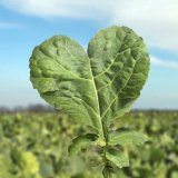 &Scaron;pičkov&yacute; jarn&iacute; fungicid s&nbsp;m&iacute;rn&yacute;mi regulačn&iacute;mi &uacute;činky