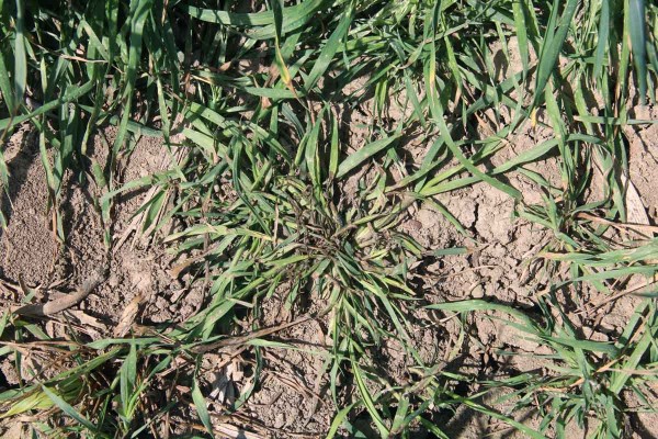 Stoklas jalov&yacute; 14 dn&iacute; po aplik&aacute;cii sulfosulfuronu