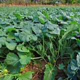 Aktu&aacute;ln&iacute; přehled ochrany poln&iacute;ch plodin - z&aacute;ř&iacute;, ř&iacute;jen a&nbsp;listopad 2021