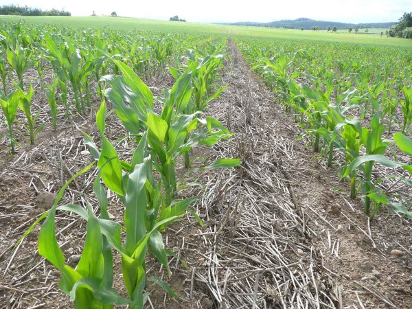Kukuřice v&nbsp;p&aacute;sech po ozim&eacute; obilnině