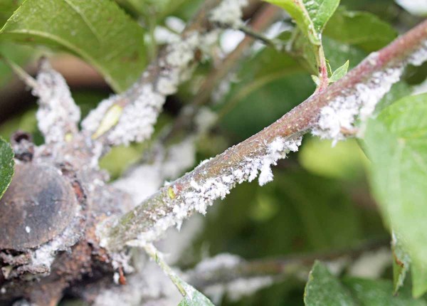 M&scaron;ice vlnatka krvav&aacute;