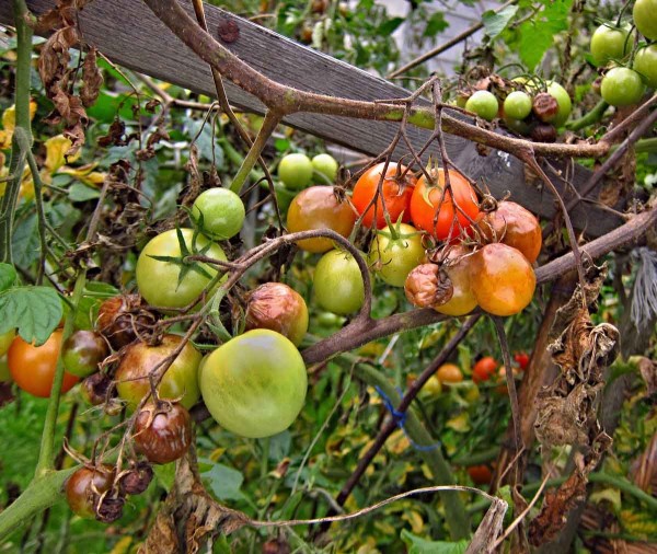 Plíseň rajčete Plíseň rajčete