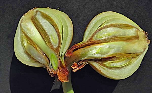 Botryotiniová hniloba česnekovitých na cibuli Botryotiniová hniloba česnekovitých na cibuli