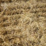 Jak předch&aacute;zet riziku &scaron;kod hrabo&scaron;e poln&iacute;ho v&nbsp;poln&iacute;ch plodin&aacute;ch