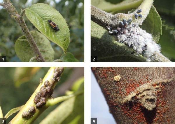 Př&iacute;klady &scaron;kůdců, kde se neobejdeme bez přirozen&eacute; biologick&eacute; ochrany: 1 - kolonie m&scaron;ice jabloňov&eacute; s&nbsp;larvou slun&eacute;čka, 2 - vlnatka parazitovan&aacute; m&scaron;icovn&iacute;kem, 3 - nymfy mery skvrnit&eacute;, 4 - diapauzn&iacute; vaj&iacute;čka svilu&scaron;ky ovocn&eacute;