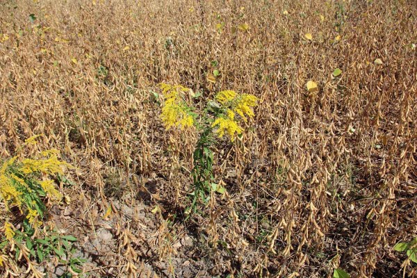 Zlatobyľ v&nbsp;s&oacute;ji