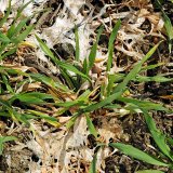 Choroby obilnin (10) - Vyzimov&aacute;n&iacute; porostů