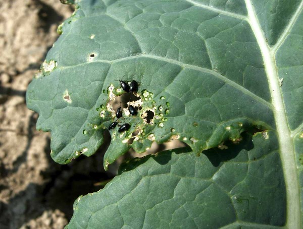 Dřepčíci na zelí Dřepčíci na zelí