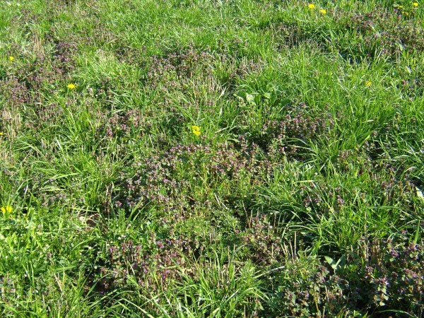 Hluchavky mohou silně potlačit porost trav a&nbsp;způsobit komplikace při jarn&iacute; aplikaci pesticidů z&nbsp;důvodu ochrany včel a&nbsp;opylovačů