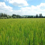 Kompletn&iacute; ochrana v&scaron;ech obilnin fungicidy Dow AgroSciences