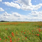 Brasan - zvítězte v zápase s pleveli v řepce Brasan - zvítězte v zápase s pleveli v řepce