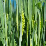 Rubric XL - unik&aacute;tn&iacute; kombinace &uacute;činn&yacute;ch l&aacute;tek