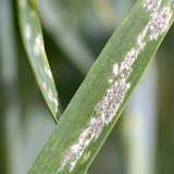 Využit&iacute; znalost&iacute; o&nbsp;odolnosti rostlin pro volbu postupů v&nbsp;ochraně