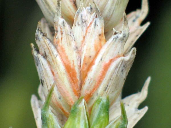 Klasická fuzarióza klasu pšenice - detail oranžovej sporulácie Klasická fuzarióza klasu pšenice - detail oranžovej sporulácie
