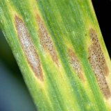 Fungicidní ochrana obilnin s využitím fungicidů firmy Bayer v různých pěstitelských podmínkách Fungicidní ochrana obilnin s využitím fungicidů firmy Bayer v různých pěstitelských podmínkách