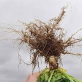 Galleko koreň - zabezpeč&iacute; vynikaj&uacute;ci &scaron;tart repiek