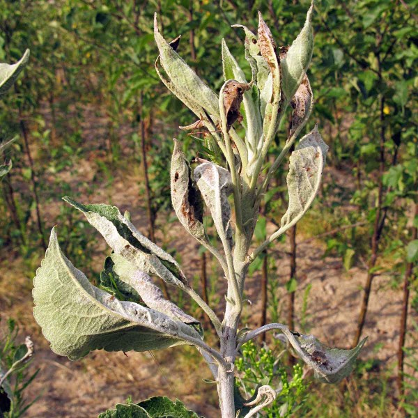 Padlí jabloně Padlí jabloně