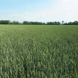 Moschus - E kvalita pro ty, co chtěj&iacute; nej