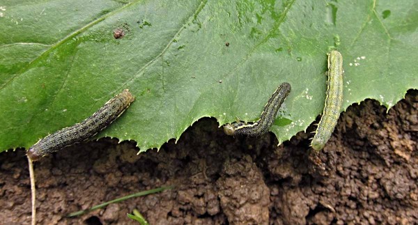 Housenky můr Housenky můr