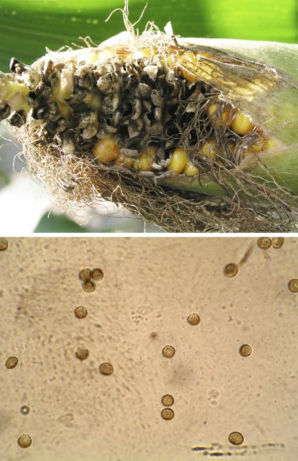 Ustilago maydis - chlamydospory