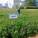 Česk&eacute; &scaron;lechtěn&iacute; jetele m&aacute; v&yacute;znamn&yacute; &uacute;spěch