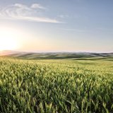 Medax Max - nejflexibilněj&scaron;&iacute; regul&aacute;tor růstu bez omezen&iacute;