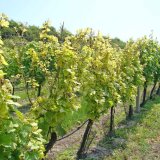 V&yacute;skyt chorob a&nbsp;abiotik&oacute;z ovocn&yacute;ch dřevin a&nbsp;r&eacute;vy v&nbsp;roce 2018