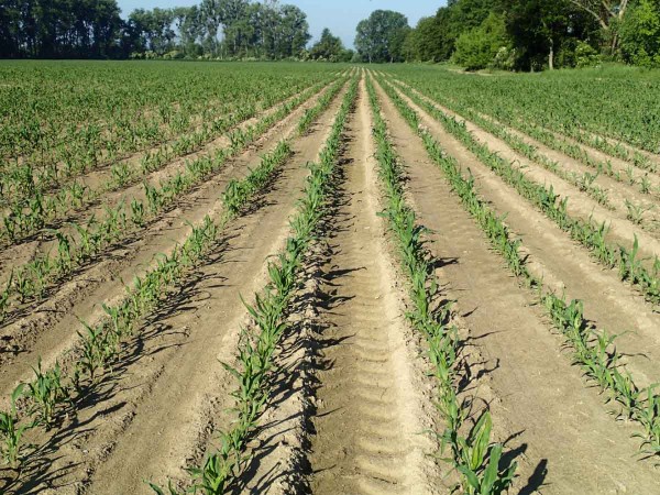 Porost ošetřeny PRE herbicidem Koban 4,0 l/ha Porost ošetřeny PRE herbicidem Koban 4,0 l/ha