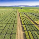 Fungicidn&iacute; ochrana v&nbsp;p&scaron;enici ozim&eacute;: Zku&scaron;enosti z&nbsp;monitoringu chorob a&nbsp;pokusů