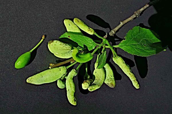 Puchrovitost švestek Puchrovitost švestek