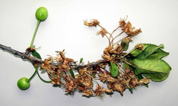 Moniliniová spála květů Moniliniová spála květů