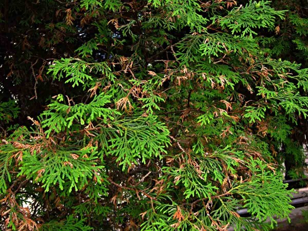 Prosychání tújí Prosychání tújí