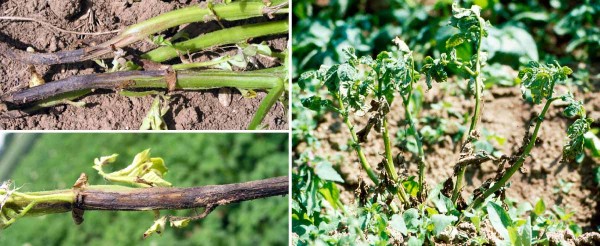 Př&iacute;znaky bakteri&aacute;ln&iacute;ho čern&aacute;n&iacute; stonku