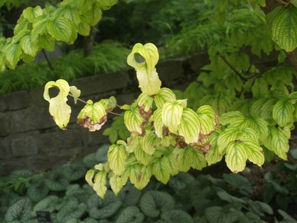 Chlor&oacute;za na listech dř&iacute;nu