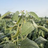 Poln&iacute; dny S&oacute;ja 2017