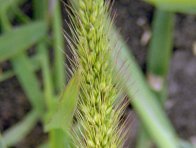 Obr. 2: Dozr&aacute;vaj&iacute;c&iacute; lichoklas b&eacute;ru siv&eacute;ho