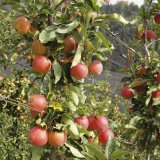 Integrovaná ochrana ovoce - historie, současnost i budoucnost Integrovaná ochrana ovoce - historie, současnost i budoucnost