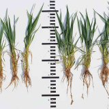 P&ocirc;sobenie a&nbsp;&uacute;činky pr&iacute;pravkov Galleko&reg; v&nbsp;sez&oacute;ne 2019/2