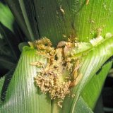 Aktu&aacute;ln&iacute; přehled ochrany poln&iacute;ch plodin - červenec a&nbsp;srpen 2021