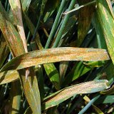 Aktu&aacute;ln&iacute; přehled ochrany poln&iacute;ch plodin - květen a&nbsp;červen 2017