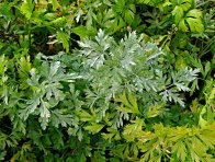 Padlí miříkovitých na mrkvi Padlí miříkovitých na mrkvi