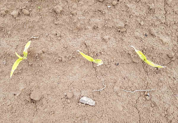 Obr. 2: Žloutnut&iacute; kukuřice vlivem siln&eacute;ho chladu